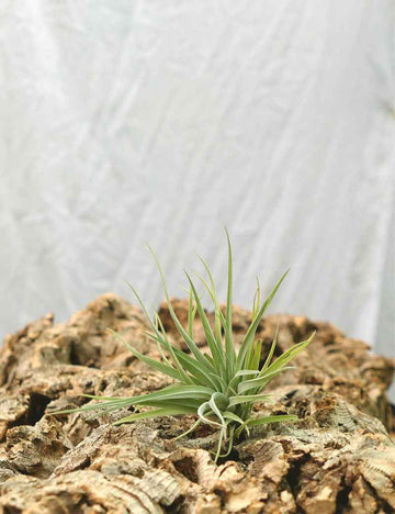 Tillandsia plagiotropica