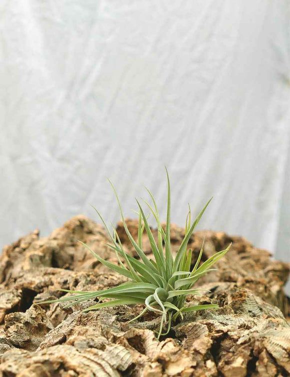 Tillandsia plagiotropica