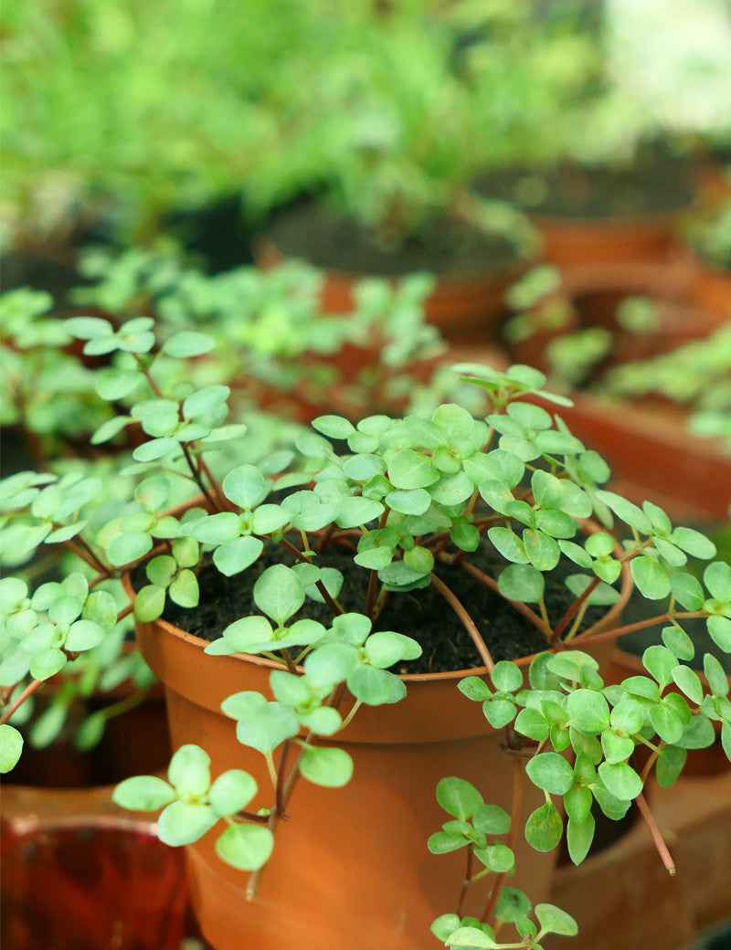 Pilea glauca greyzy