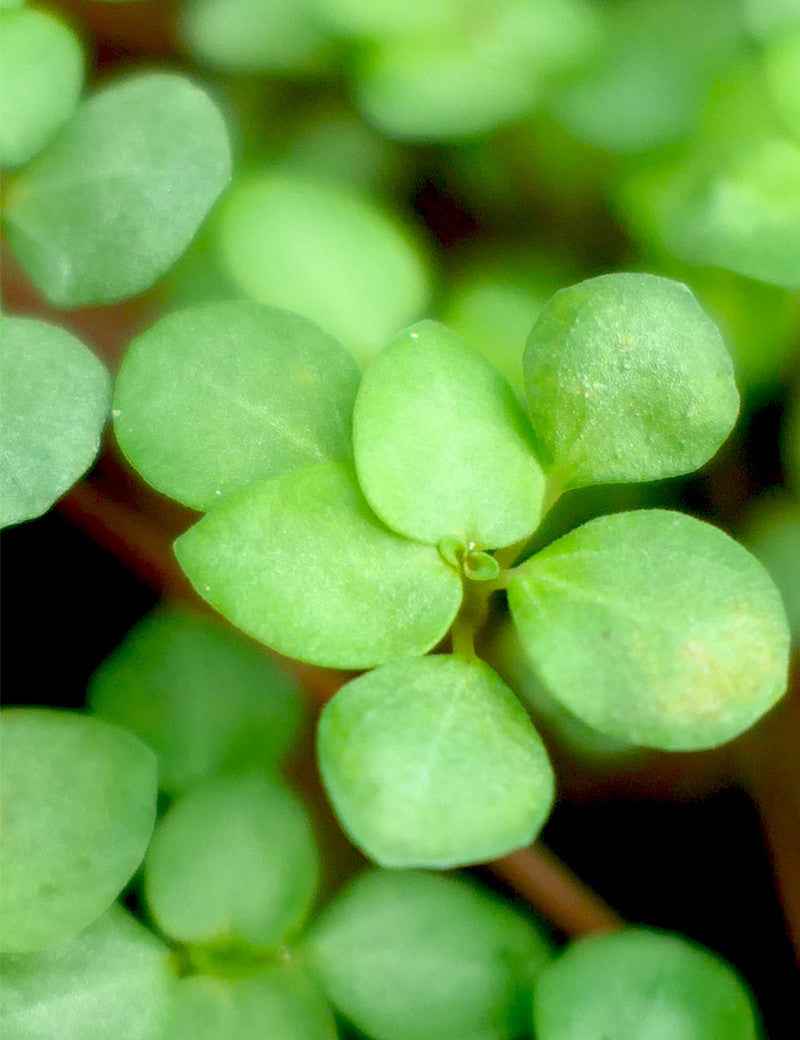 Pilea glauca greyzy