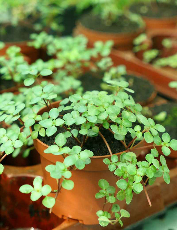Pilea glauca greyzy