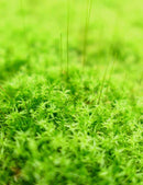 Mousse fine - Mini motte