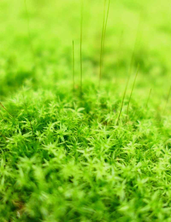 Mousse fine - Mini motte