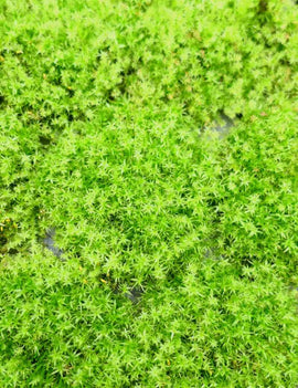 Mousse fine - Mini motte