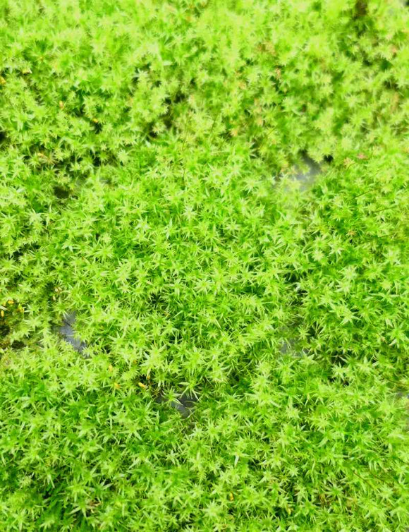 Mousse fine - Mini motte