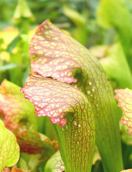 Sarracenia x mardi gras