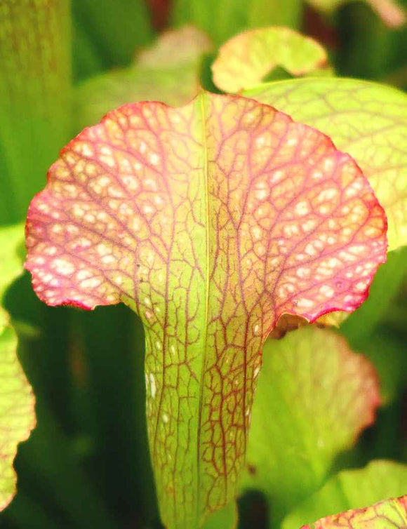 Sarracenia x mardi gras