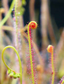 Drosera filiformis 'rouge'