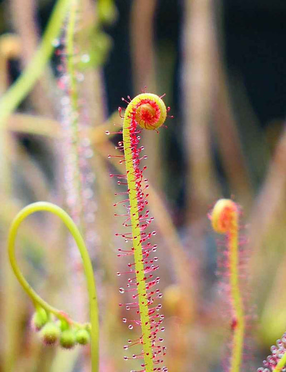 Drosera filiformis 'rouge'