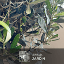 Olivier Europaea Tige Torsadée 100 cm - clicktofournisseur.com