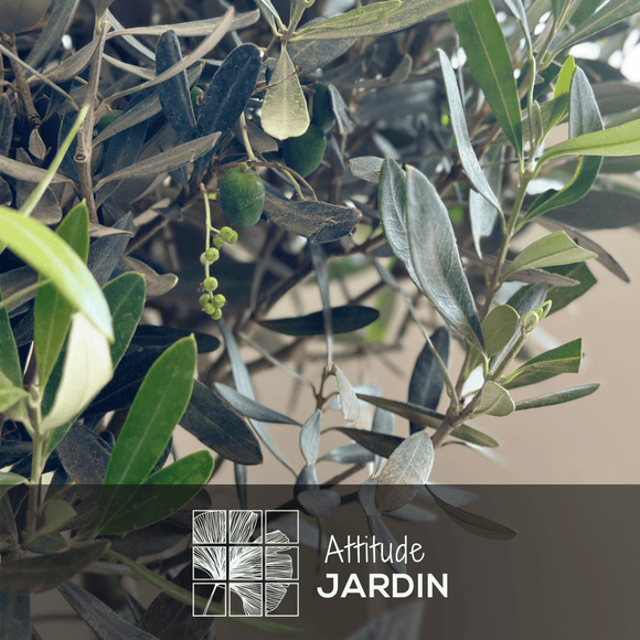 Olivier Europaea Tige Torsadée 100 cm - clicktofournisseur.com