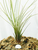 Support adhésif pour Tillandsia