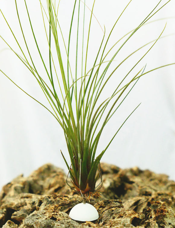 Support adhésif pour Tillandsia