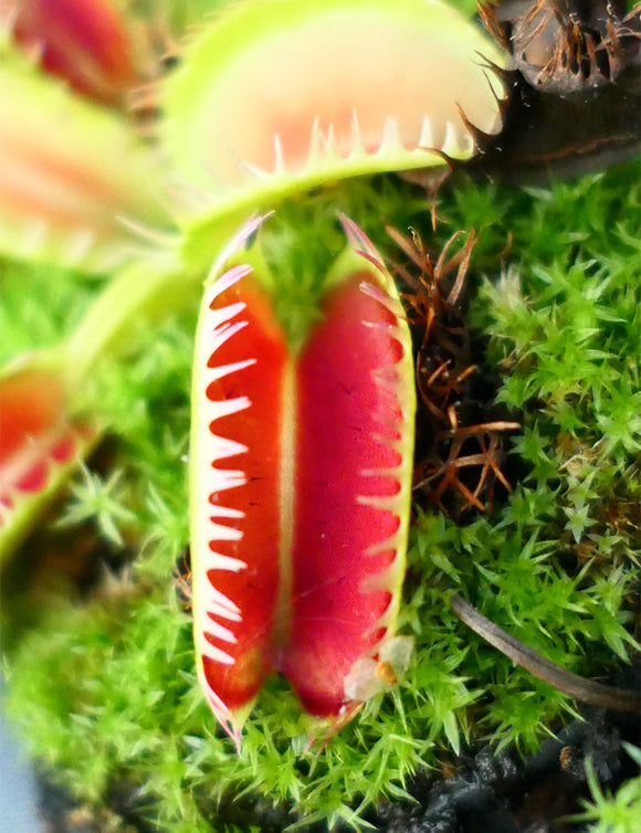 Dionaea muscipula 'louchapates' plante carnivore exceptionnellement unique