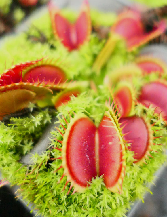 Dionaea muscipula clone 2 'fine tooth x red'