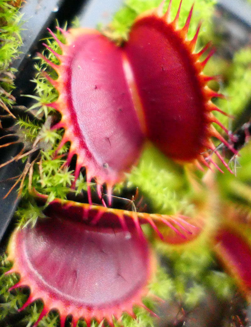 Dionaea muscipula géante 'big mouth' - Plante carnivore exceptionnelle