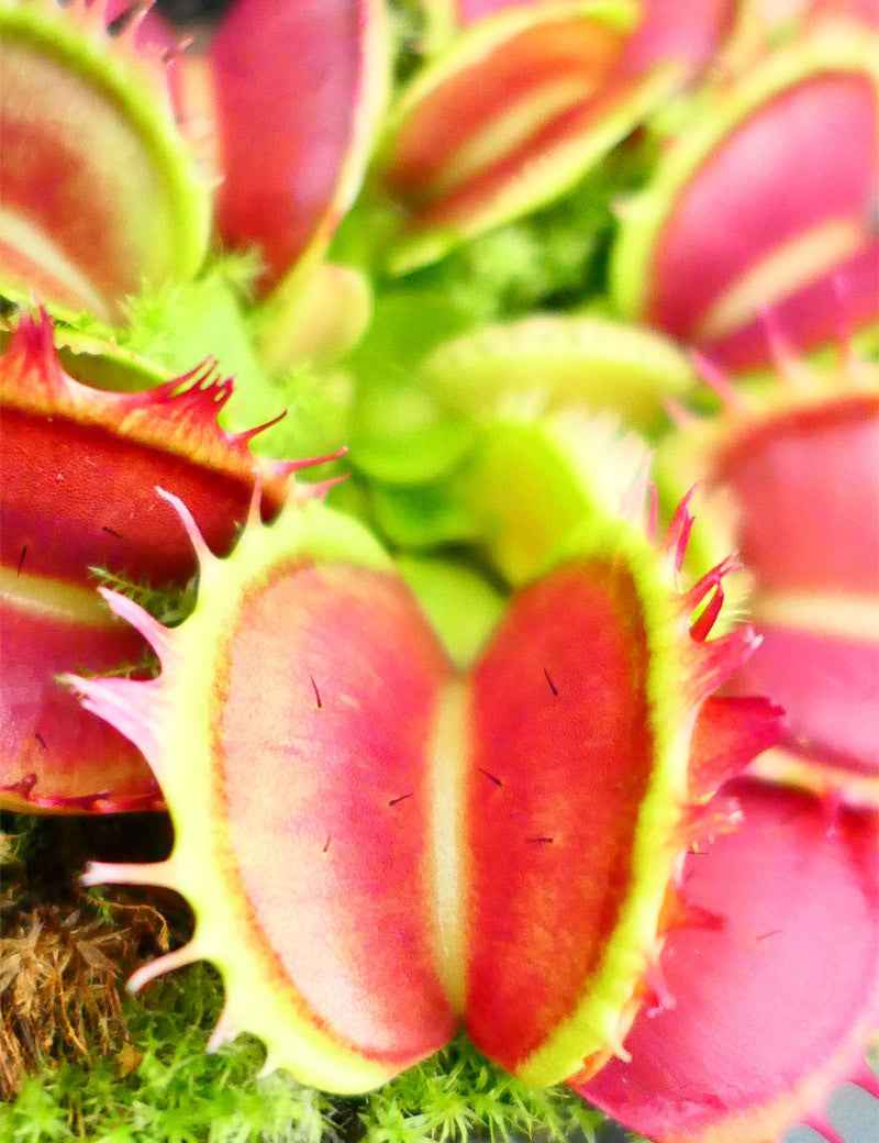Dionaea Fused teeth