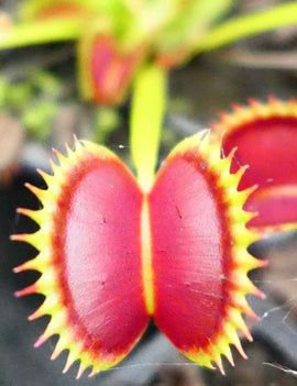 Dionaea muscipula Dracula