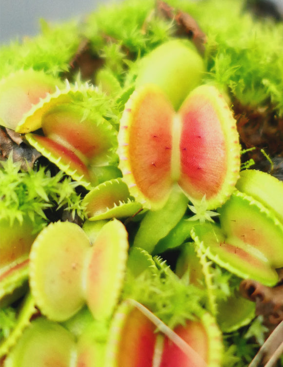 Dionaea muscipula coquillage - Plante carnivore unique à cultiver pour passionnés