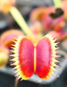 Dionaea muscipula 'SL14'