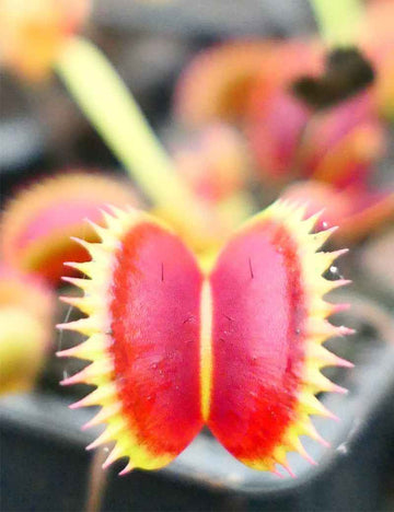 Dionaea muscipula 'SL14'