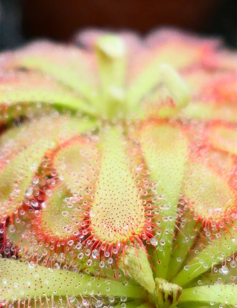 Drosera aliciae plante carnivore - Plante fascinante pour les amateurs de botanique