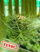 Tillandsia bergeri en touffe