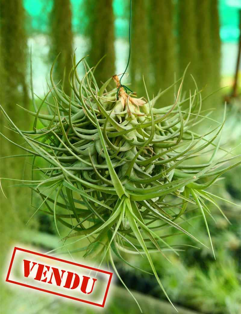 Tillandsia bergeri en touffe