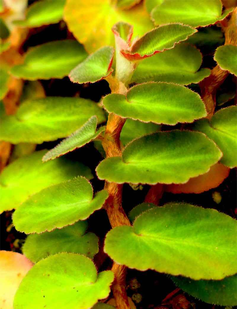 Begonia thelmae