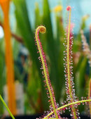 Drosera filiformis 'rouge'