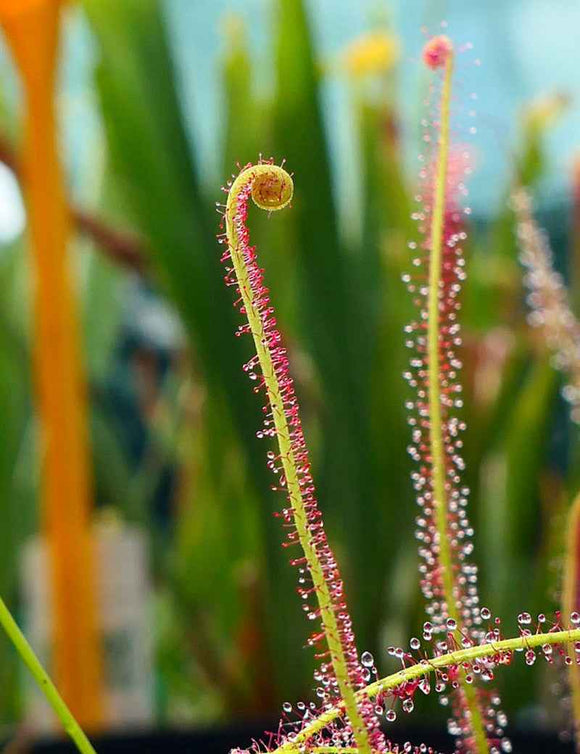 Drosera filiformis 'rouge'