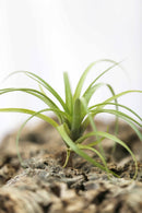 Tillandsia polystachia