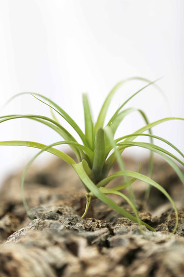 Tillandsia polystachia