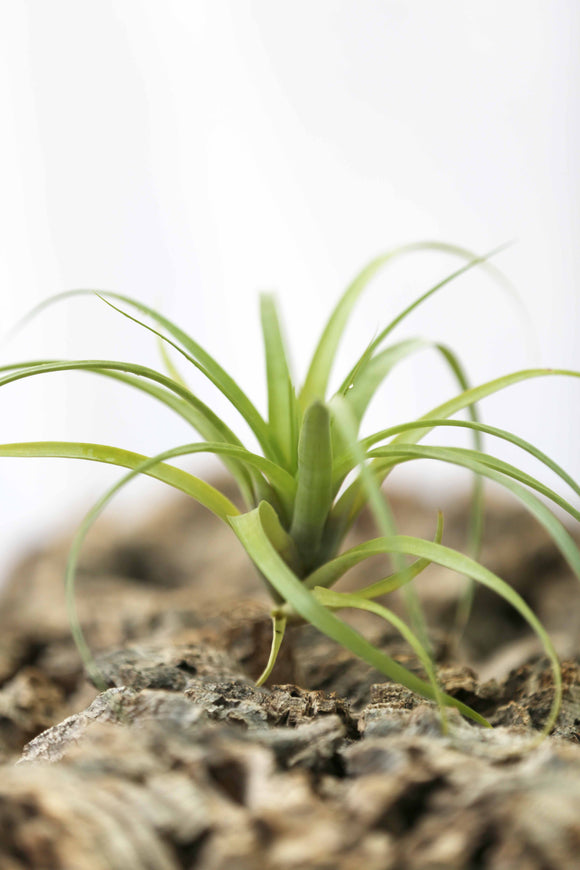 Tillandsia polystachia