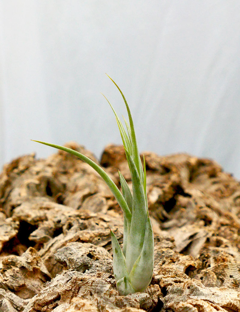 Tillandsia circinata
