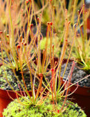 Drosera filiformis 'rouge'
