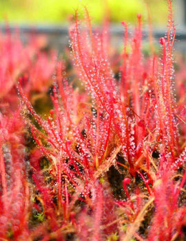 Drosera filiformis 'rouge'