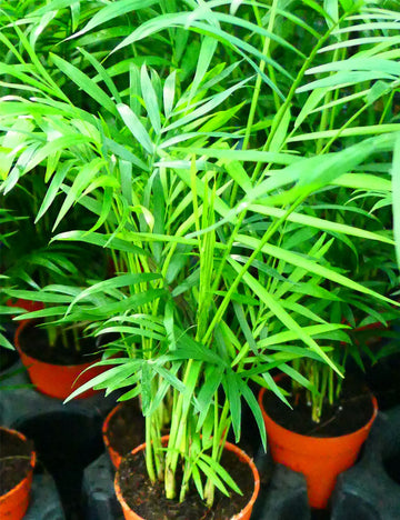 Chamaedorea Elegans