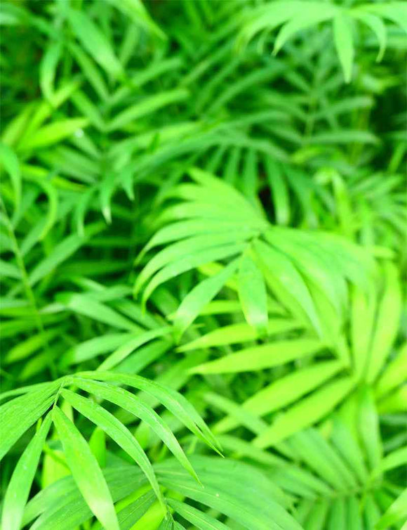 Chamaedorea Elegans