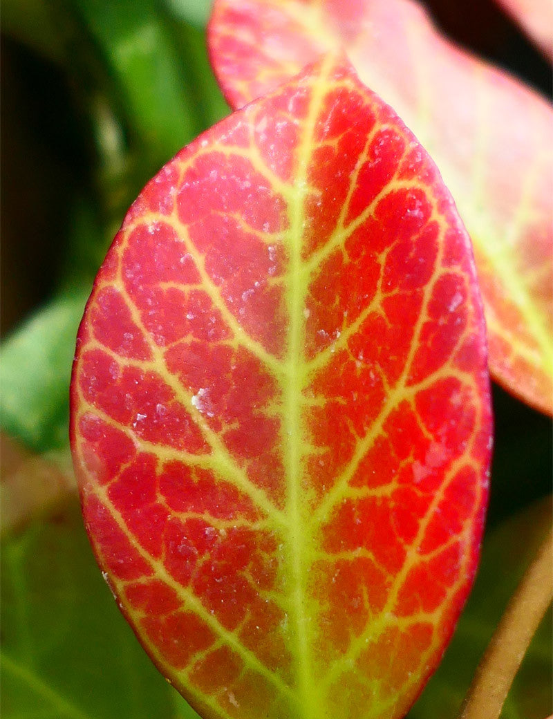 Hoya sp. cv sunrise