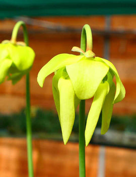 Sarracenia flava var. rugelii