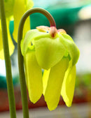Sarracenia flava var. rubricorpora