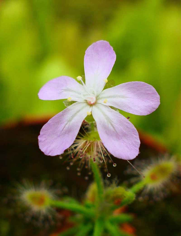 Drosera scorpioides