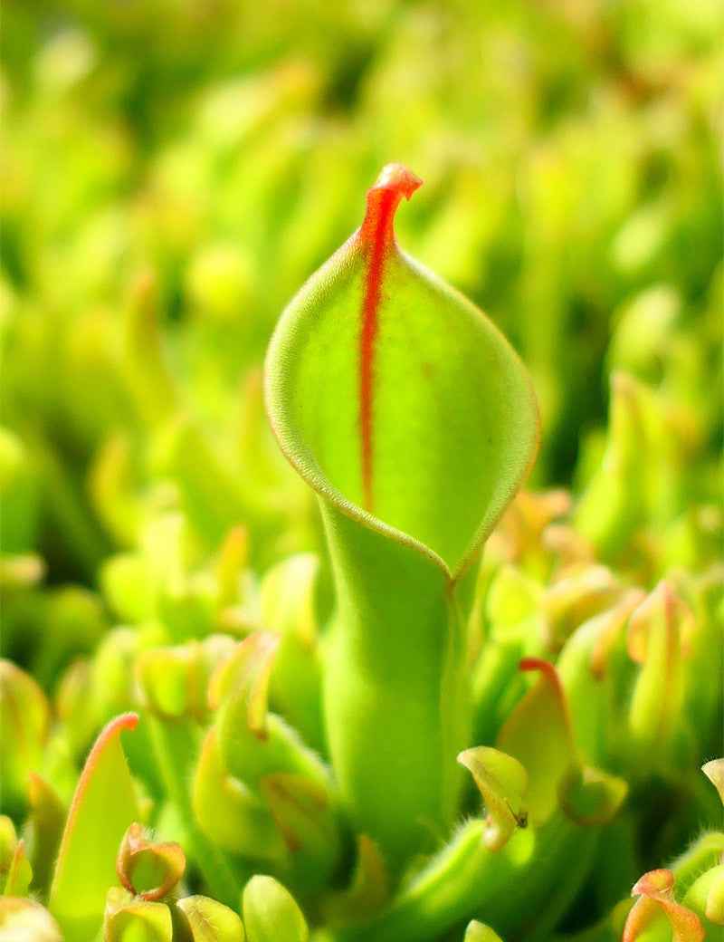 Heliamphora heterodoxa x Minor