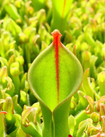 Heliamphora heterodoxa x Minor