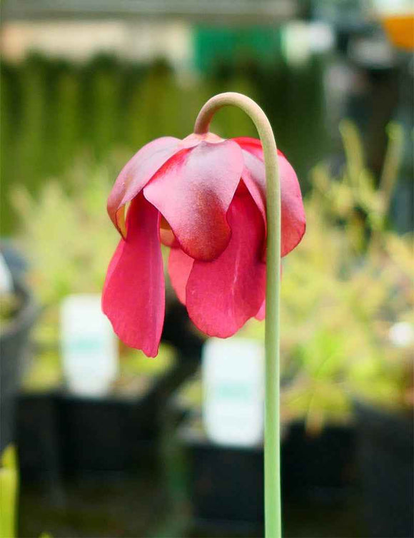 Sarracenia (purpurea x rubra) x leucophylla