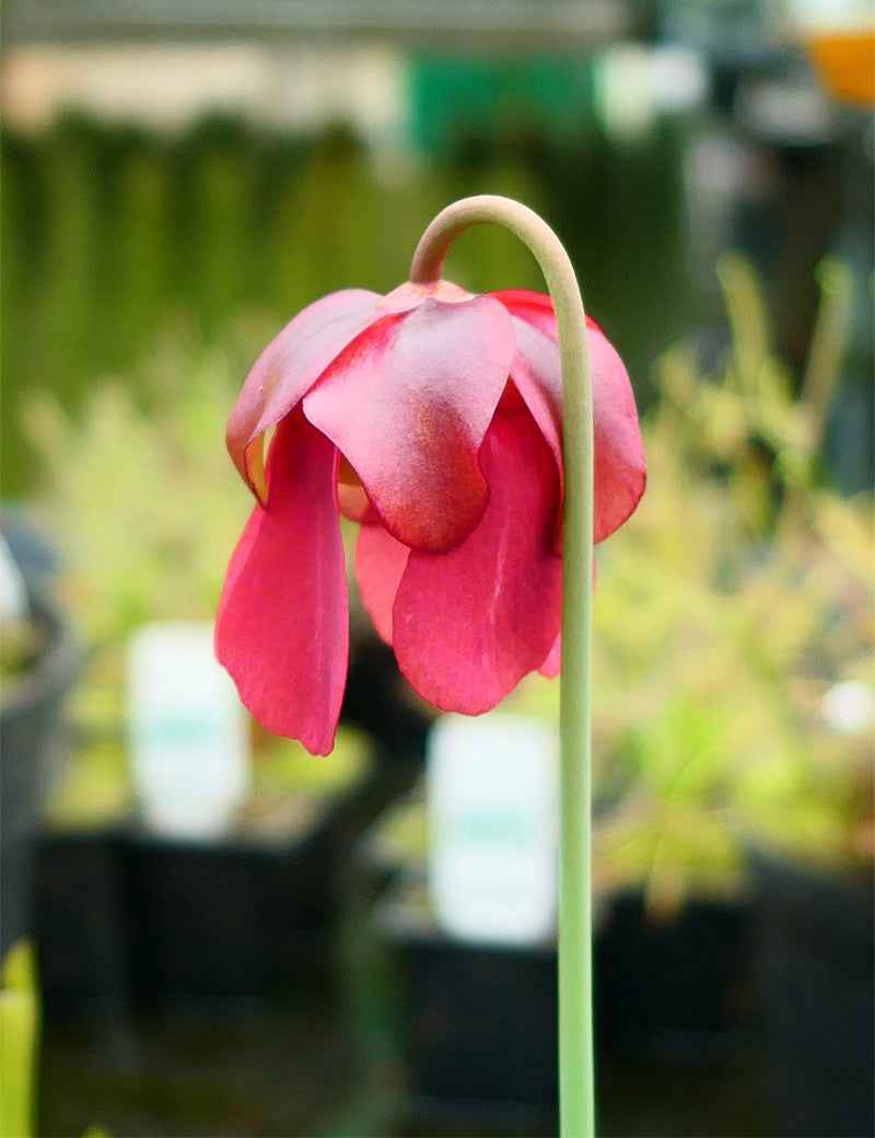 Sarracenia (purpurea x rubra) x leucophylla