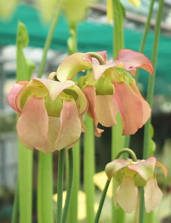 Sarracenia alata x (catesbaei)