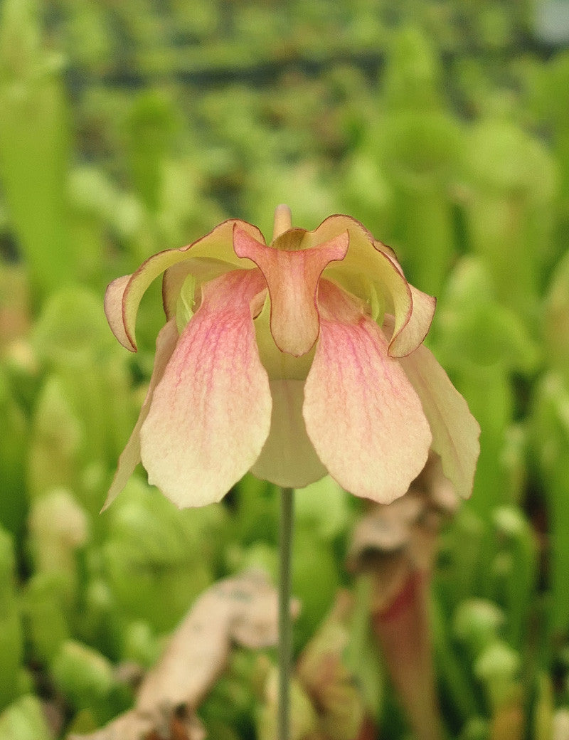 Sarracenia hybride barba - Plante carnivore unique pour votre collection