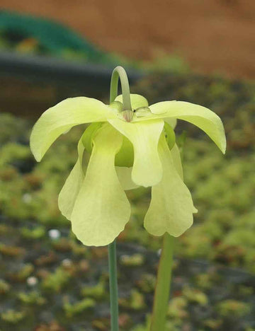 Sarracenia alata